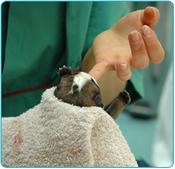 Vet with Newborn Bulldog Puppy in Cockeysville, MD